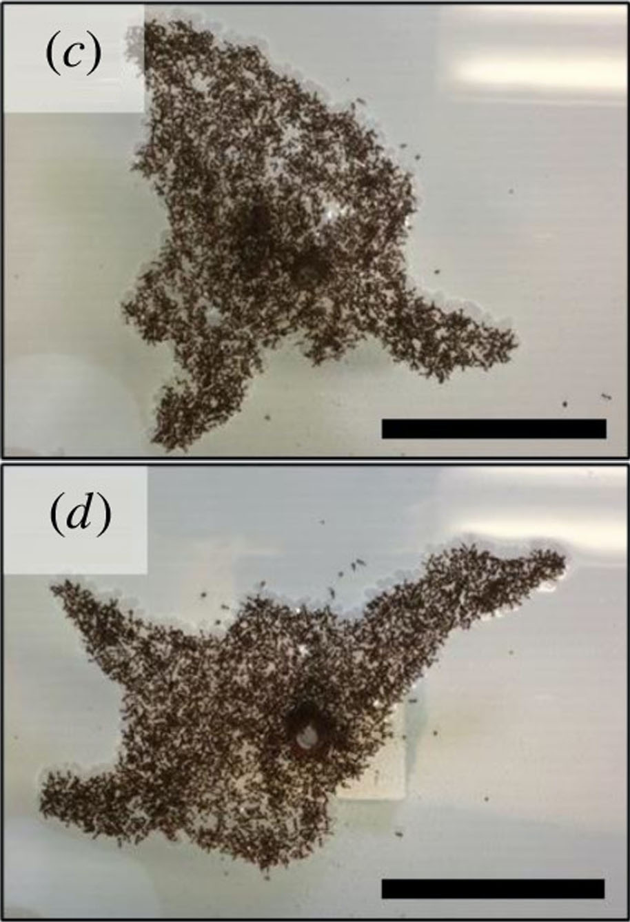 wagner et al 2021