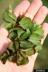 Giant_salvinia