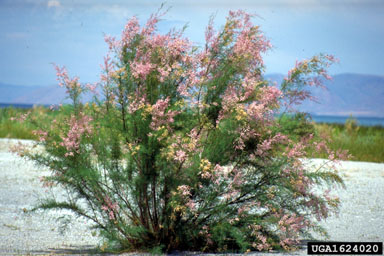salt cedar salt cedar