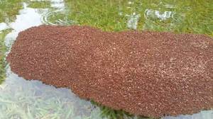 floating fire ants