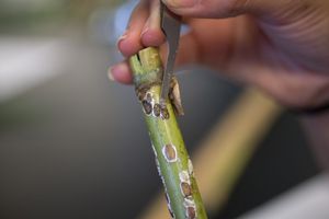 roseau_scale_on_cane