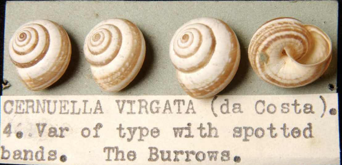 Banding of C. virgata.