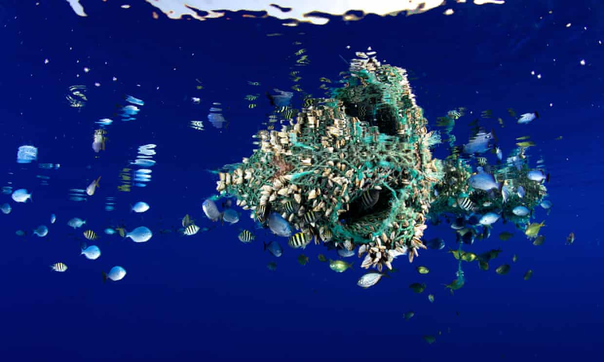 Ocean debris floating off coast of Hawaii has become home to many fish and invertebrates.