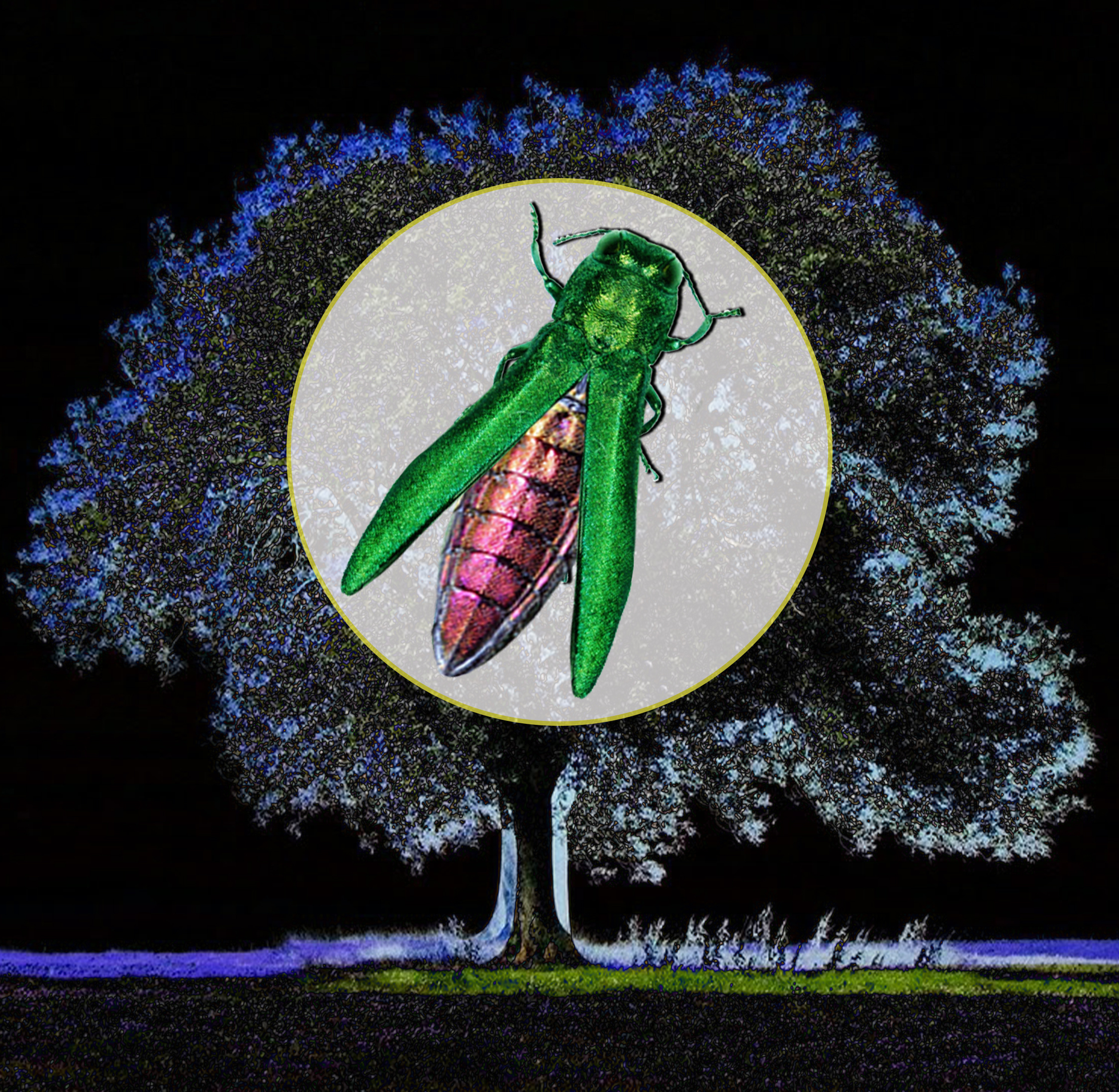 EAB Watch