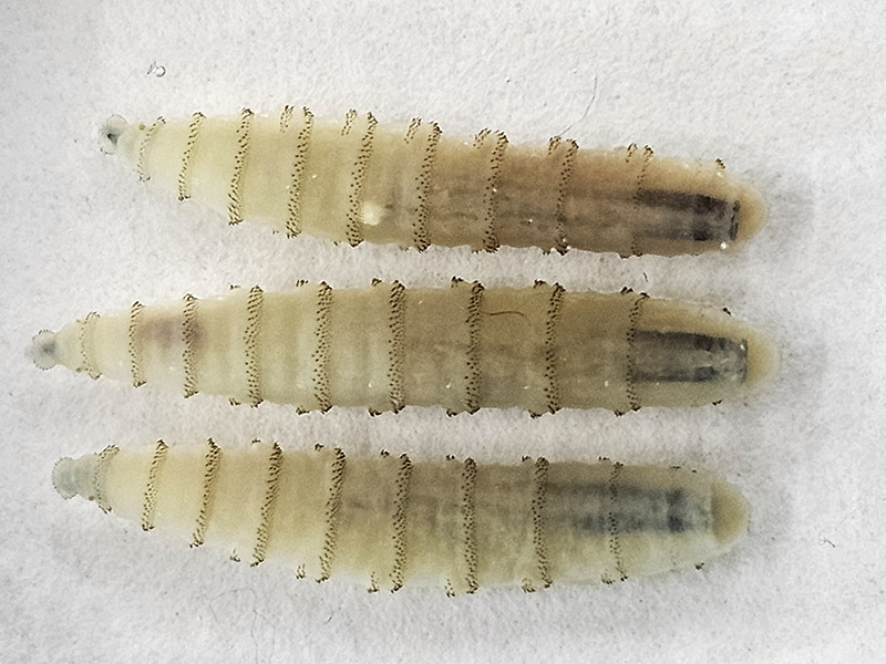 cdfa.ca.gov.new world scewworm 2