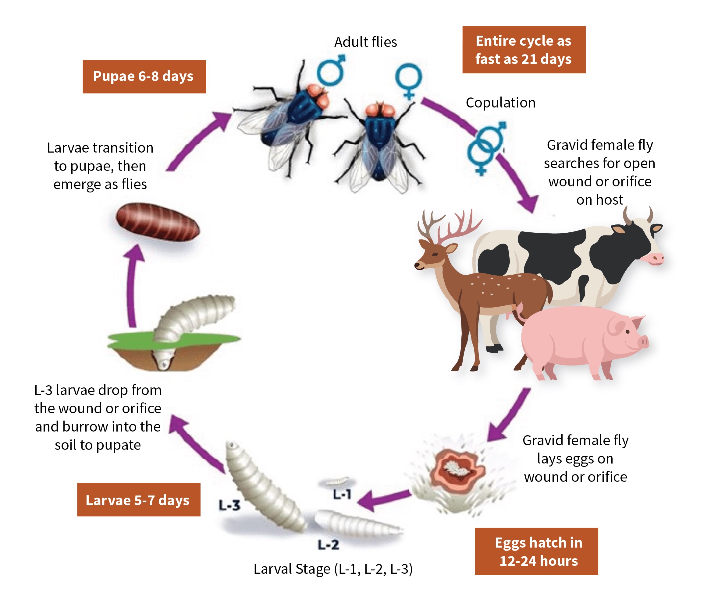 life cycle usda aphis copy