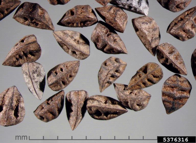 seeds. Julia Scher Federal Noxious Weeds Disseminules USDA APHIS PPQ Bugwood.org