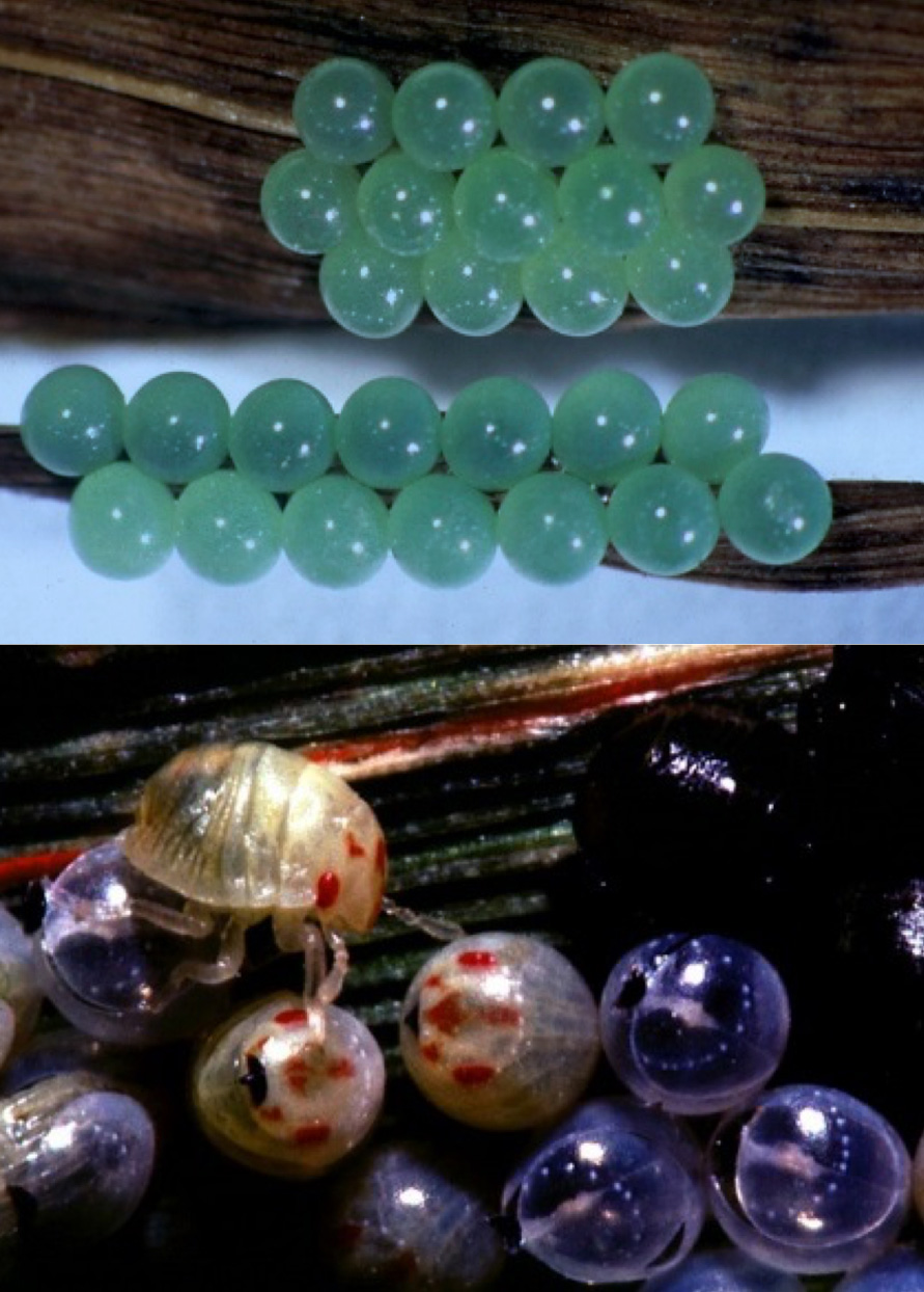 E. intergriceps eggs and nymph hatching. ICARDA CC 3.0