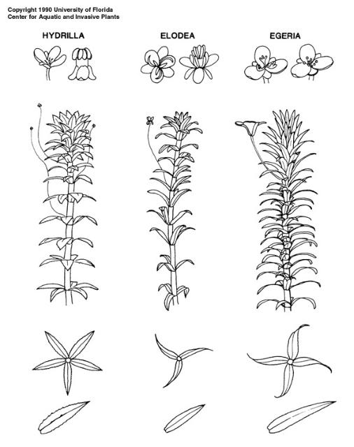 hydrilla comparison to other spp