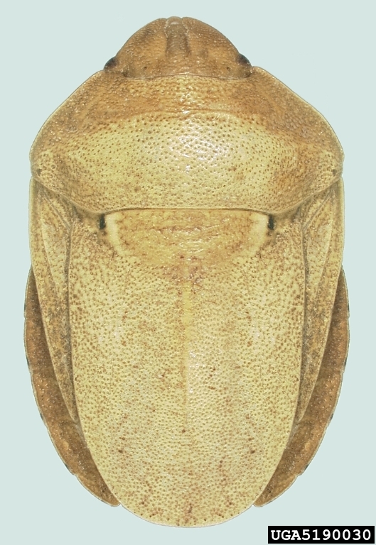 sunn pest (Eurygaster integriceps). Natasha Wright. Braman Termite and Pest Elimination