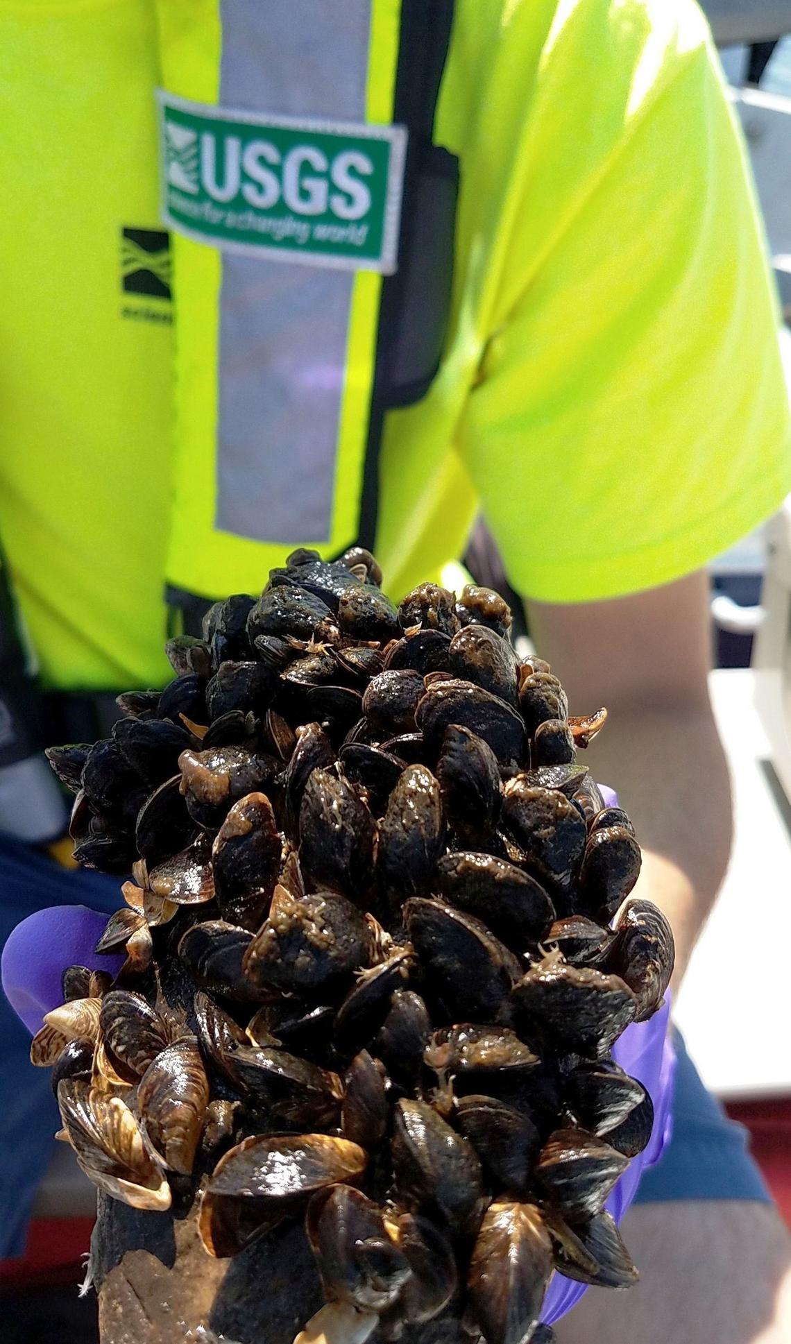 Zebra mussels. Credit: John Byrnes, USGS.