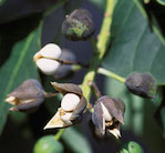 Chinese tallow tree fruit