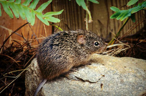 cotton rat cotton rat