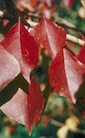 TRSE6 autumn 2