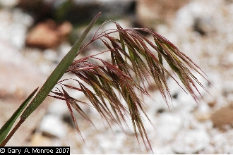 cheatgrass