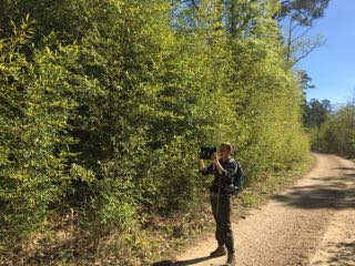 mapping golden bamboo