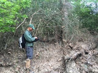 mapping trifoliate orange