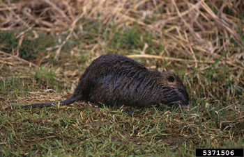 a nutria