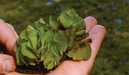 salvinia 2