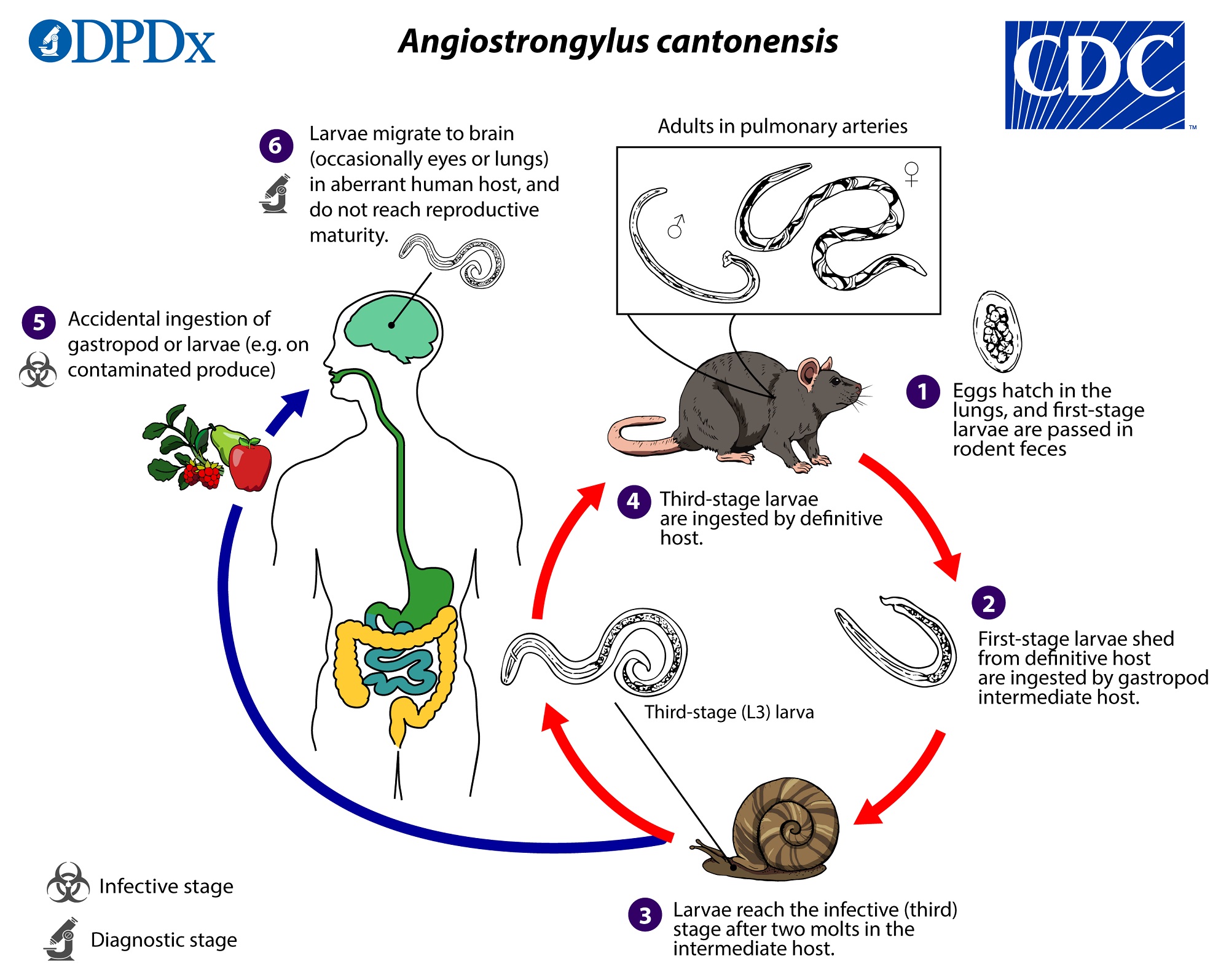 Angiostrongylus cantonensis life cycle. cdc.gov