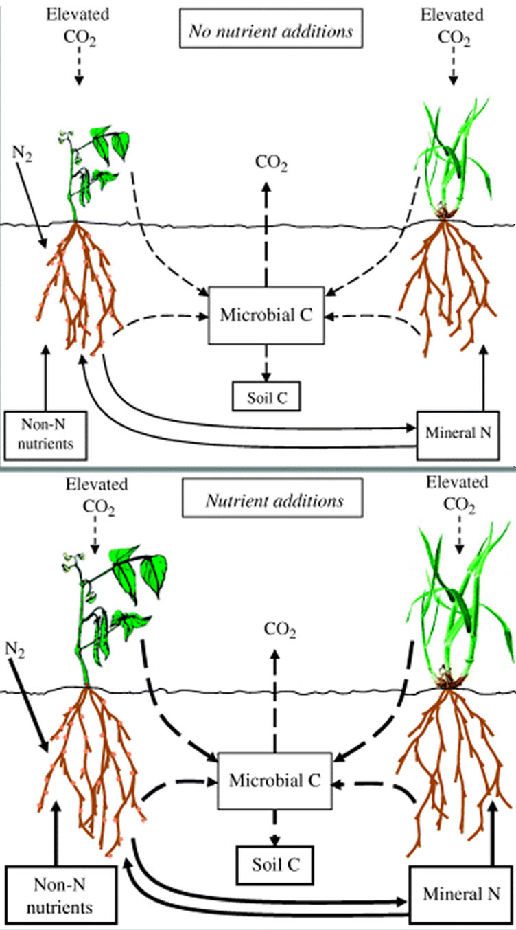 De Graaff et al 2006 nutrients cycling from plant to soil in high CO2 conditions