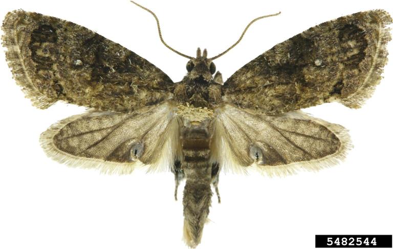 false codling moth adult male. Todd M. Gilligan and Marc E. Epstein. CSU