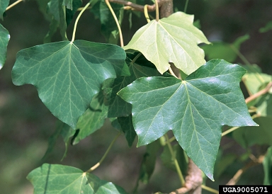 English ivy