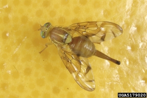 Mex fruit fly