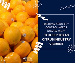 Mexican fruit-fly ad
