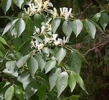 amur honeysuckle