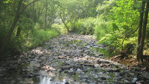 amur_honeysuckle_removal_stream
