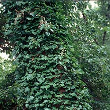 English ivy on tree