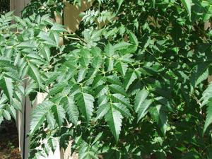 Chinaberry Tree Leaves