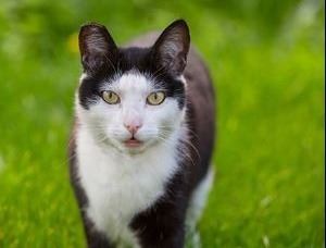 cat