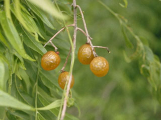 soapberry berries