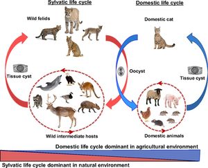 toxoplasm lifecycle
