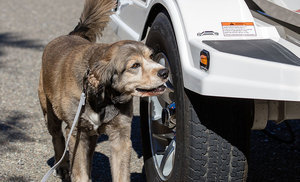 zebra mussel dog sniffing for mussels
