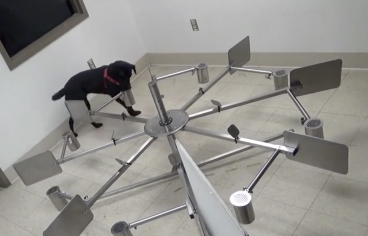 SLF canine detection training 2