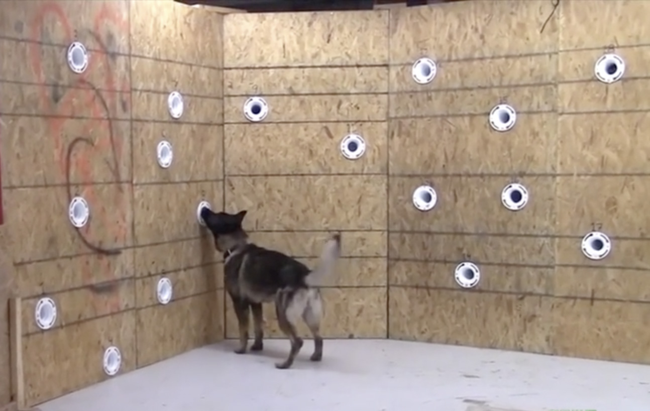 SLF canine detection training SLF canine detection training