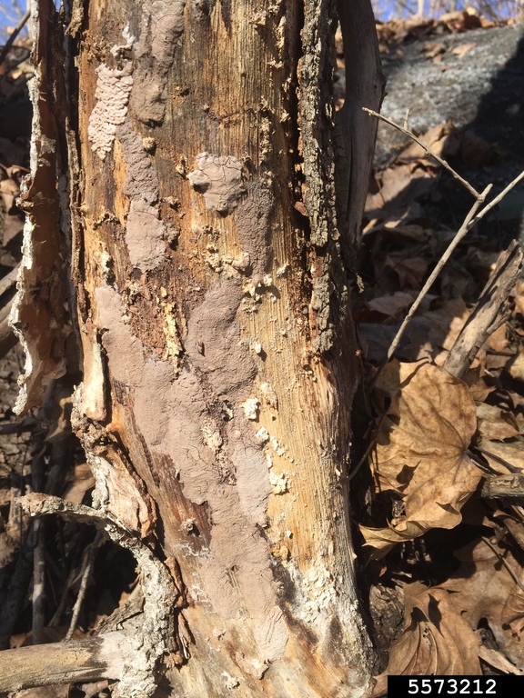 SLF egg masses under tree bark