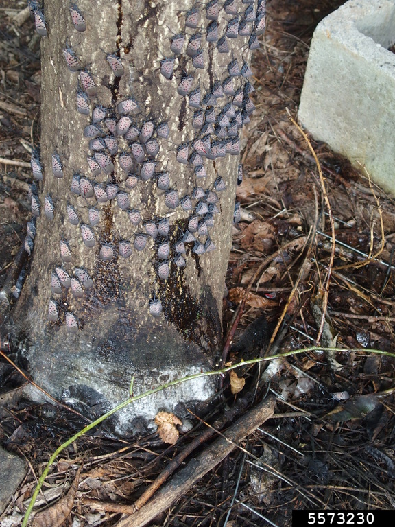 SLF infestation and damage on tree