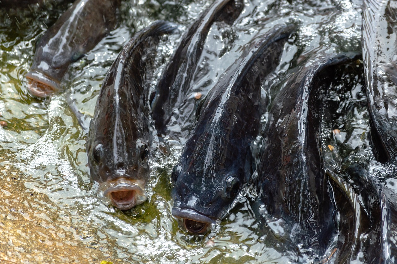 tilapia in water
