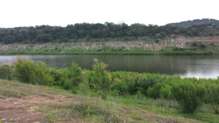 saltcedar flooded May 20, 2015 saltcedar flooded May 20, 2015