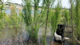 flooded salt cedar Lake Travis May 20, 2015 flooded salt cedar Lake Travis May 20, 2015