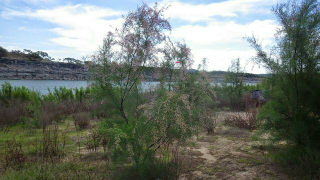 saltcedar Lake Travis Late 2014 saltcedar Lake Travis Late 2014