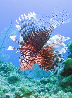 lionfish lionfish