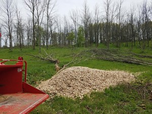 Ash orchard dying trees -Penn State