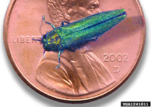 EAB_penny_220x148