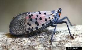 spotted lanterfly