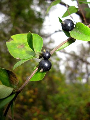800px-Lonicera_japonica_Fruit